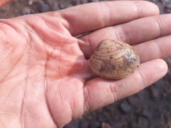 Gafrarium divaricatum