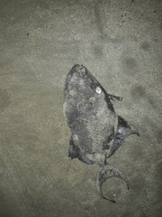Odonus niger