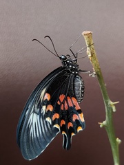 Papilio polytes