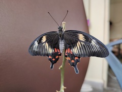 Papilio polytes