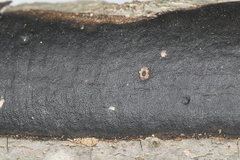 Biscogniauxia mediterranea