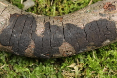 Graphostroma platystomum