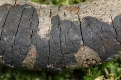 Graphostroma platystomum