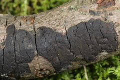 Graphostroma platystomum