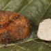 Tuber canaliculatum - Photo (c) John Plischke, some rights reserved (CC BY-NC), uploaded by John Plischke