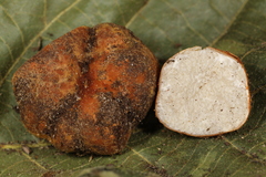 Tuber canaliculatum
