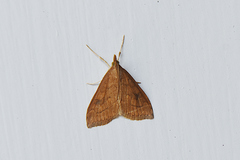 Udea profundalis