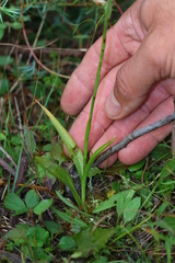Spiranthes casei casei