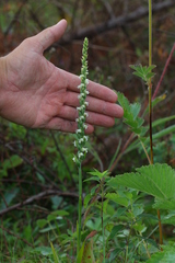 Spiranthes casei casei