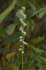 Spiranthes casei casei
