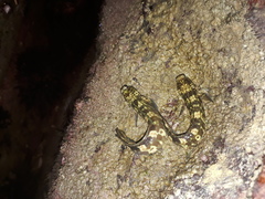 Istiblennius dussumieri