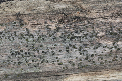 Berkleasmium conglobatum