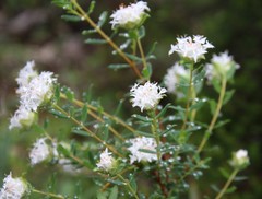 Pimelea ciliata ciliata