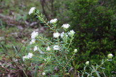 Pimelea ciliata ciliata