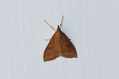 Udea profundalis