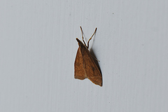 Udea profundalis