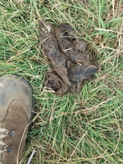 Canis lupus italicus