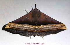 Pterhemia schausialis