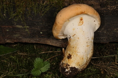 Hydnum subolympicum
