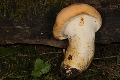 Hydnum subolympicum