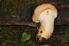 Hydnum subolympicum