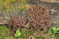 Thelephora anthocephala