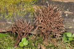 Thelephora anthocephala