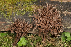 Thelephora anthocephala