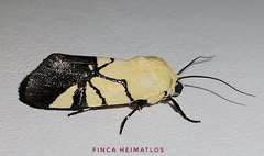 Eusceptis flavifrimbriata