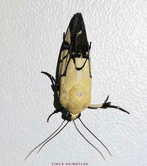 Eusceptis flavifrimbriata