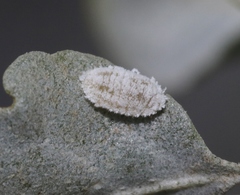 Heliococcus atriplicis