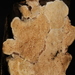 Crustomyces - Photo (c) John Plischke, some rights reserved (CC BY-NC), uploaded by John Plischke