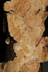 Crustomyces subabruptus