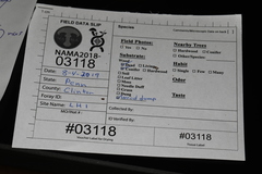 Crustomyces subabruptus