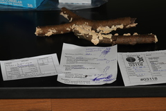 Crustomyces subabruptus