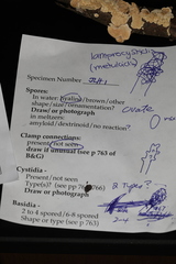 Crustomyces subabruptus