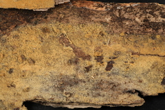 Botryobasidium conspersum