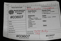 Botryobasidium conspersum