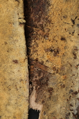 Botryobasidium conspersum