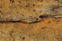 Botryobasidium conspersum