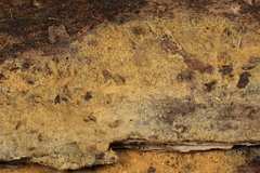 Botryobasidium conspersum