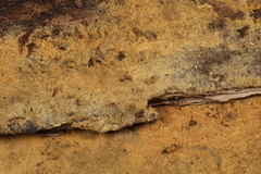 Botryobasidium conspersum