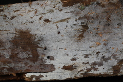 Botryobasidium subcoronatum