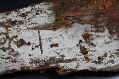 Botryobasidium subcoronatum