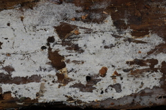 Botryobasidium subcoronatum