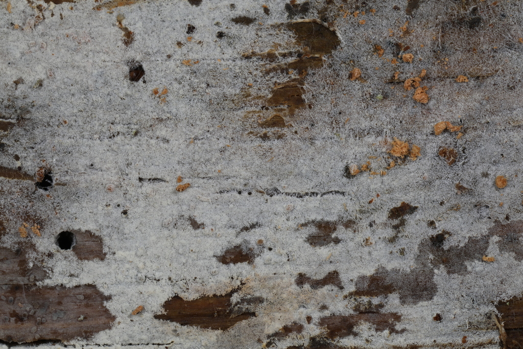 Botryobasidium