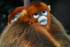 Golden Snub-Nosed Monkey photo 4