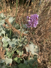 Limonium perezii