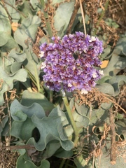 Limonium perezii