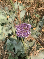 Limonium perezii